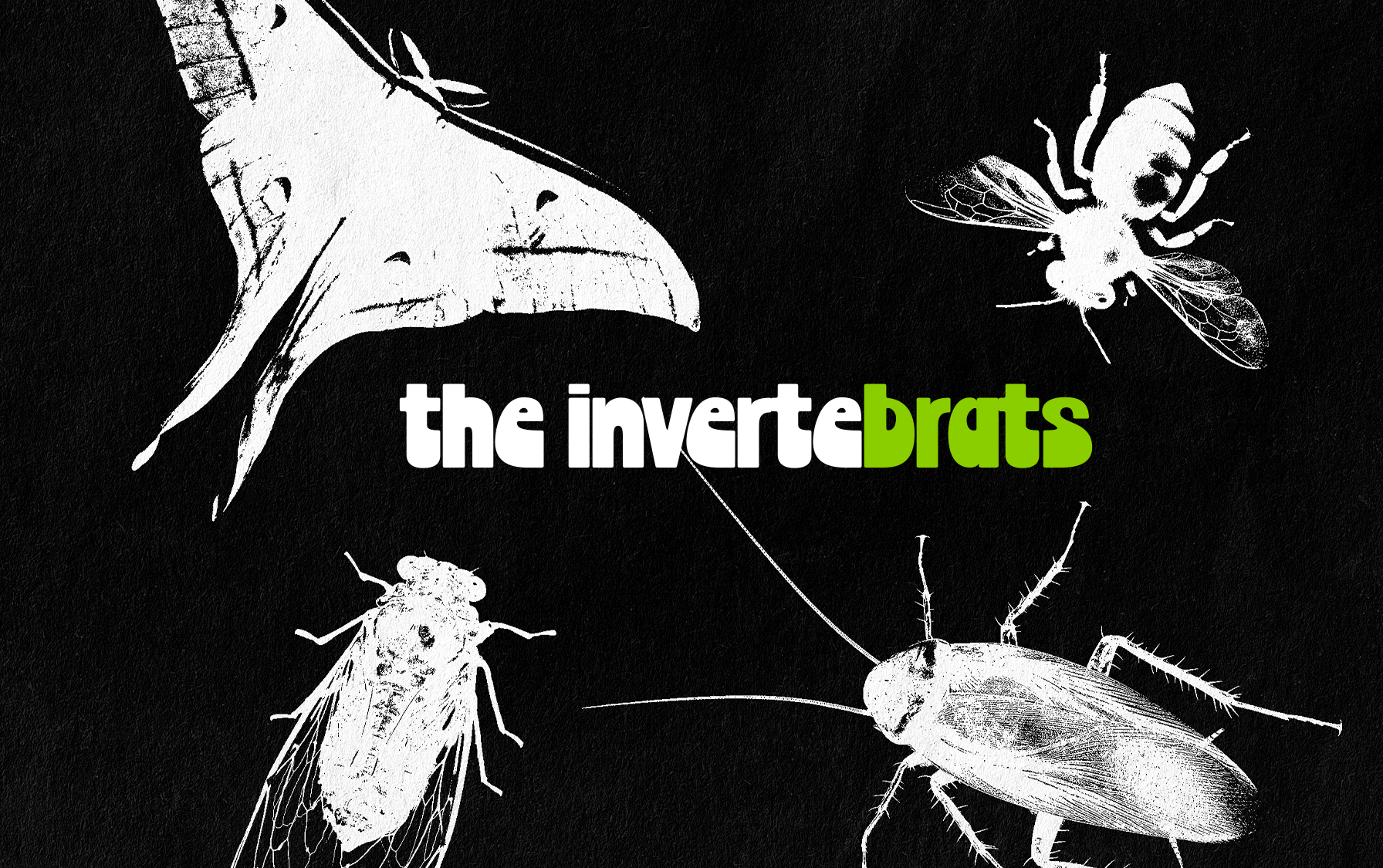 The Invertebrats
